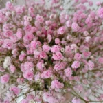 hoa nhí siêu đẹp