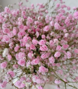 hoa nhí siêu đẹp