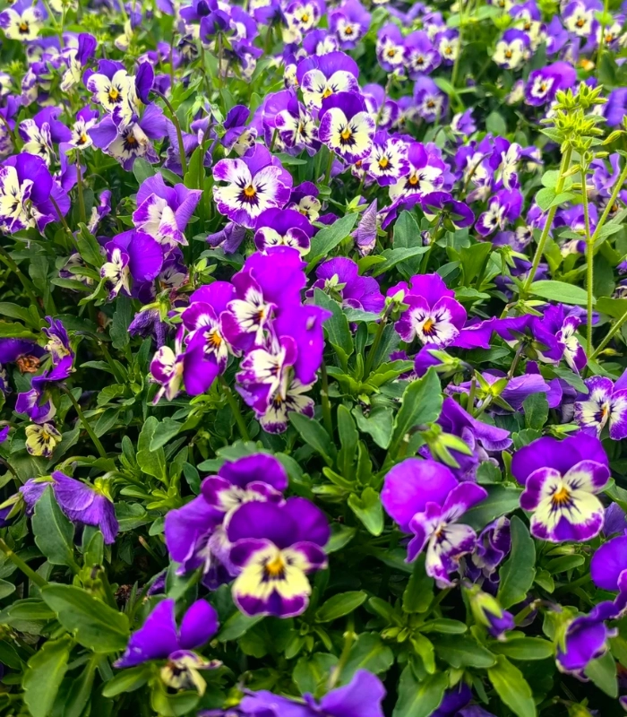 hoa pensee đà lạt trong sương sớm