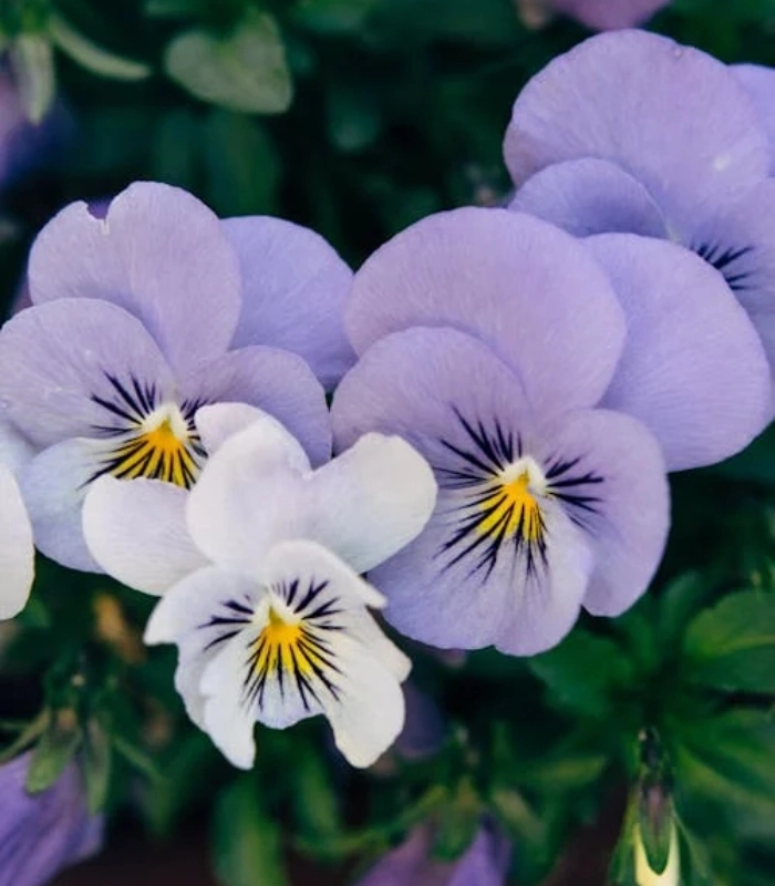 hoa pensée tím nhạt dịu dàng