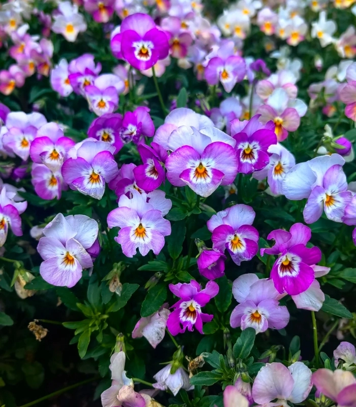 hoa pensée tím nhẹ nhàng lãng mạn