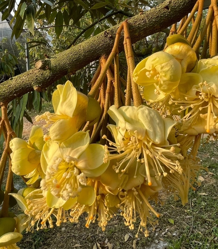 hoa sầu riêng nở rộ