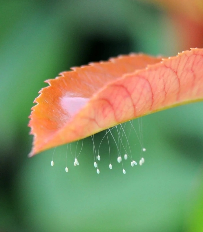 hoa ưu đàm dưới lá cây