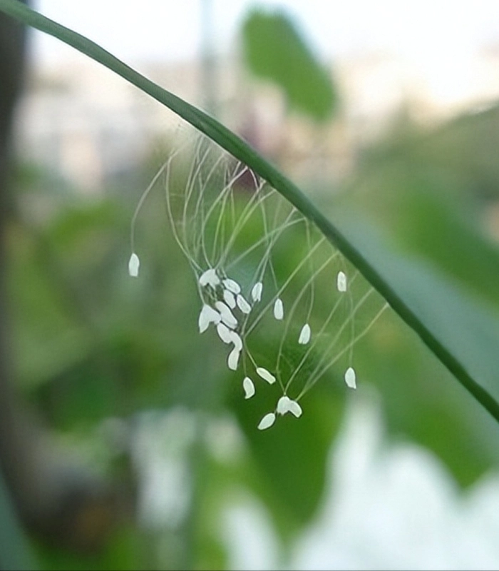 hoa ưu đàm nở dưới lá cây