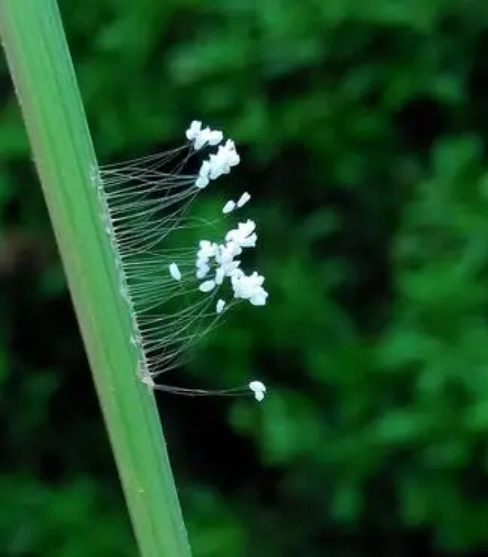 hoa ưu đàm nở trên lá