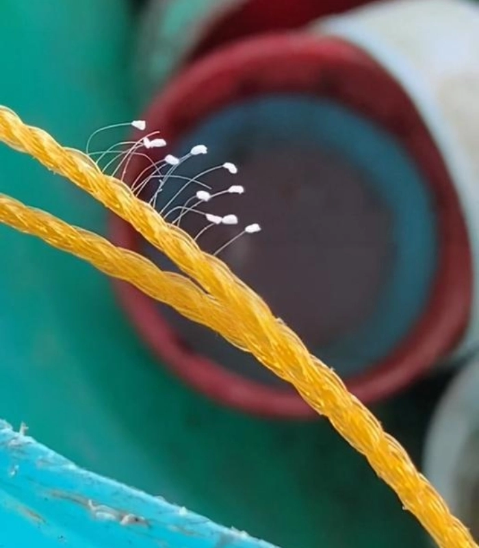 hoa ưu đàm nở trên sợi dây
