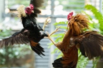 Ga678 – Sân Chơi Đá Gà C1 Đỉnh Cao Cho Tín Đồ Cá Cược