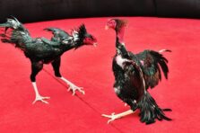 Đá gà Thomo VNQ8 – Thế giới máu lửa của đam mê không hồi kết