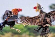 Chiến Thắng Tại Đá Gà Thomo Trực Tiếp: Chiến Lược Thông Minh
