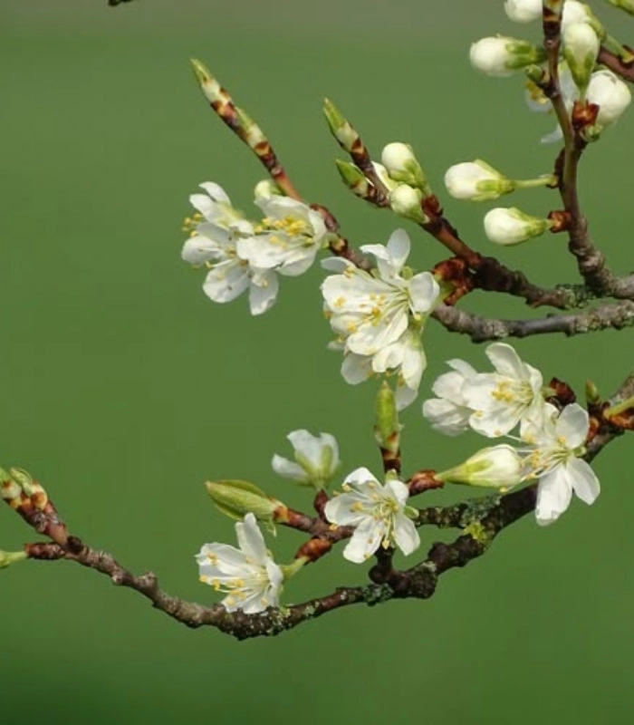 những bông hoa mận trắng