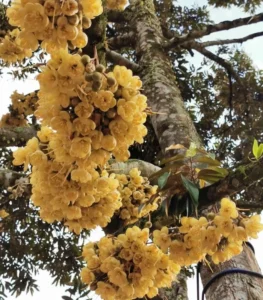 những chùm hoa sầu riêng