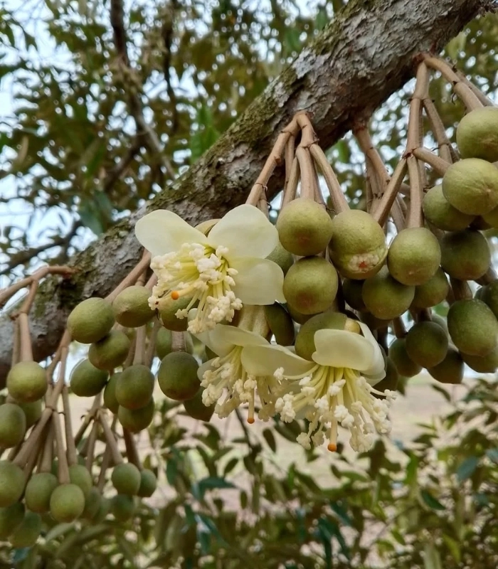 những chùm hoa sầu riêng nở