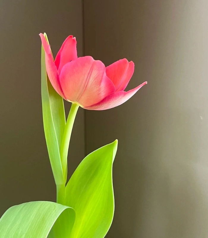 1 bông hoa tulip