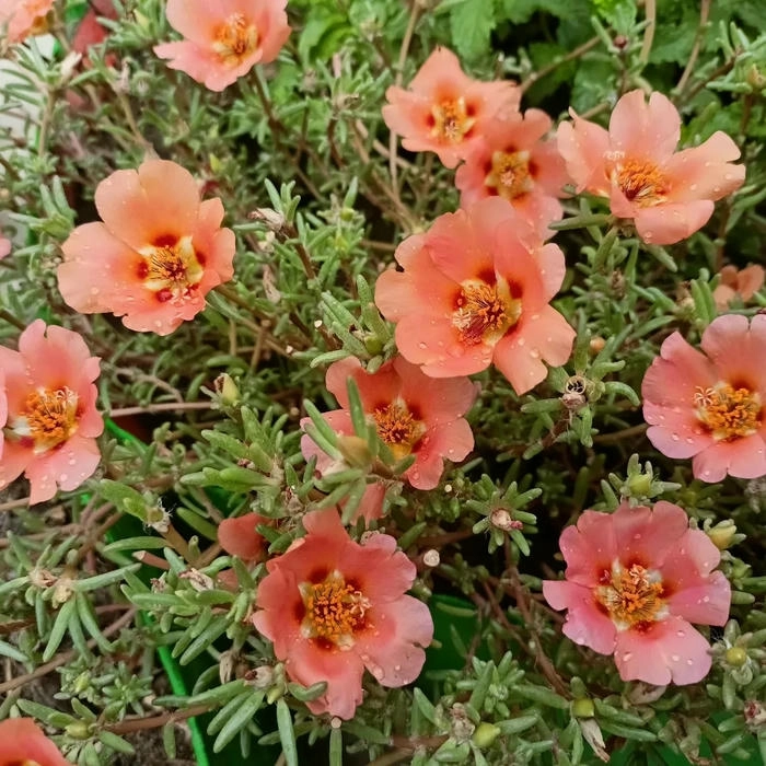 Ảnh hoa mười giờ đẹp tự nhiên