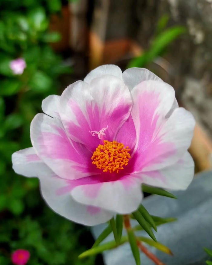 Ảnh hoa mười giờ hồng pastel