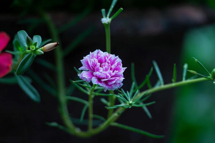 Ảnh hoa mười giờ tím nhẹ nhàng
