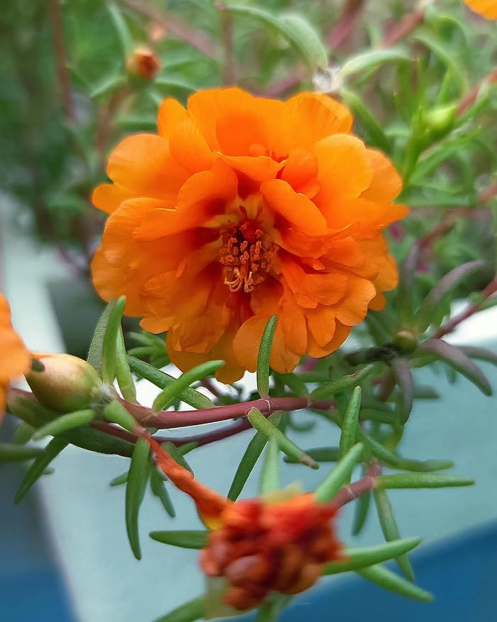 Ảnh hoa mười giờ trong chậu sành