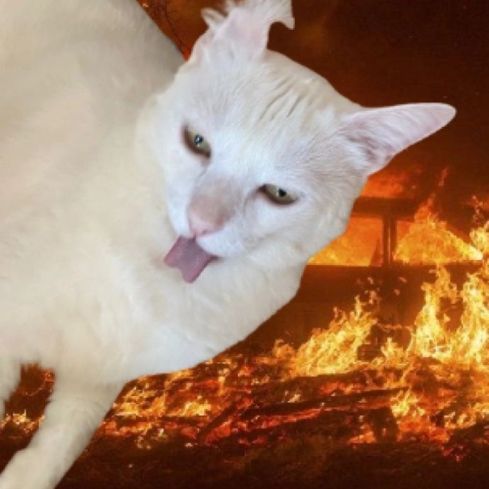Ảnh meme bựa khiến dân mạng phát cuồng