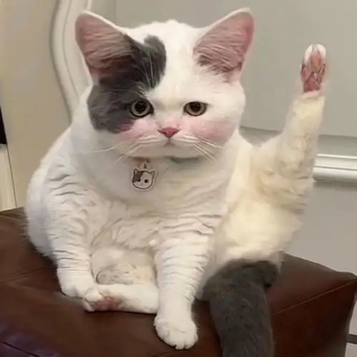 Ảnh meme mèo hài đăng story