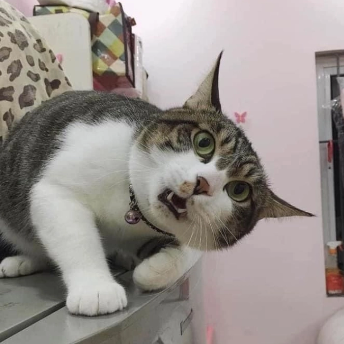 Ảnh meme mèo hài đi vào lòng đất