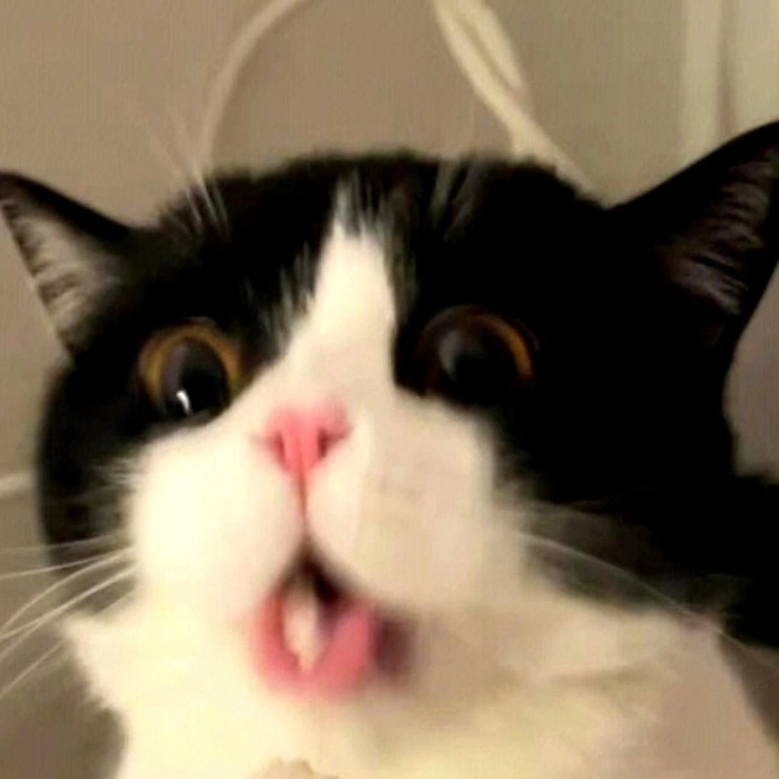 Ảnh meme mèo hài gào thét