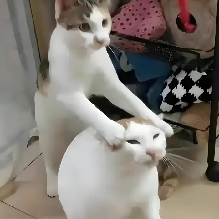 Ảnh meme mèo hài gây nghiện