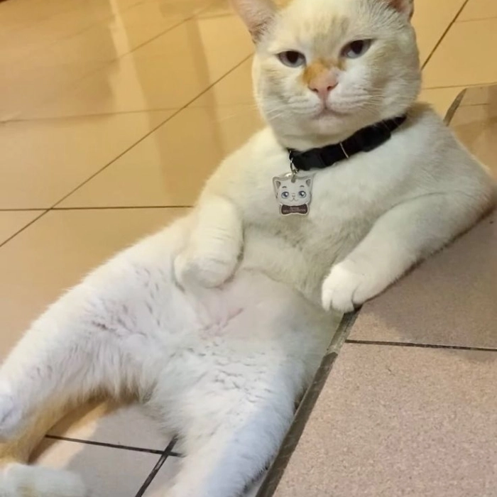 Ảnh meme mèo hài hước chill