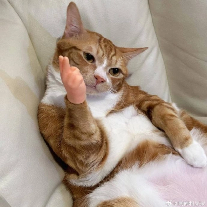 Ảnh meme mèo hài khi tức giận