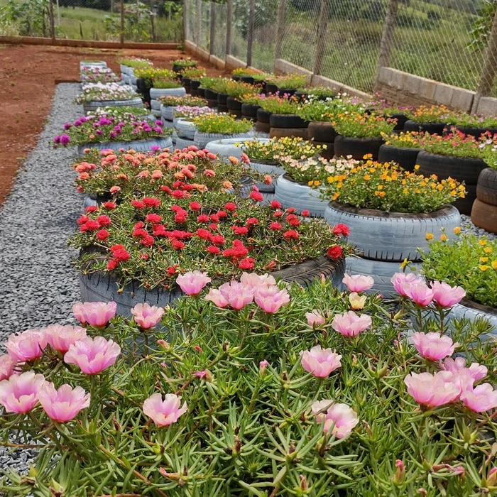 Hình ảnh cây hoa mười giờ xanh tốt