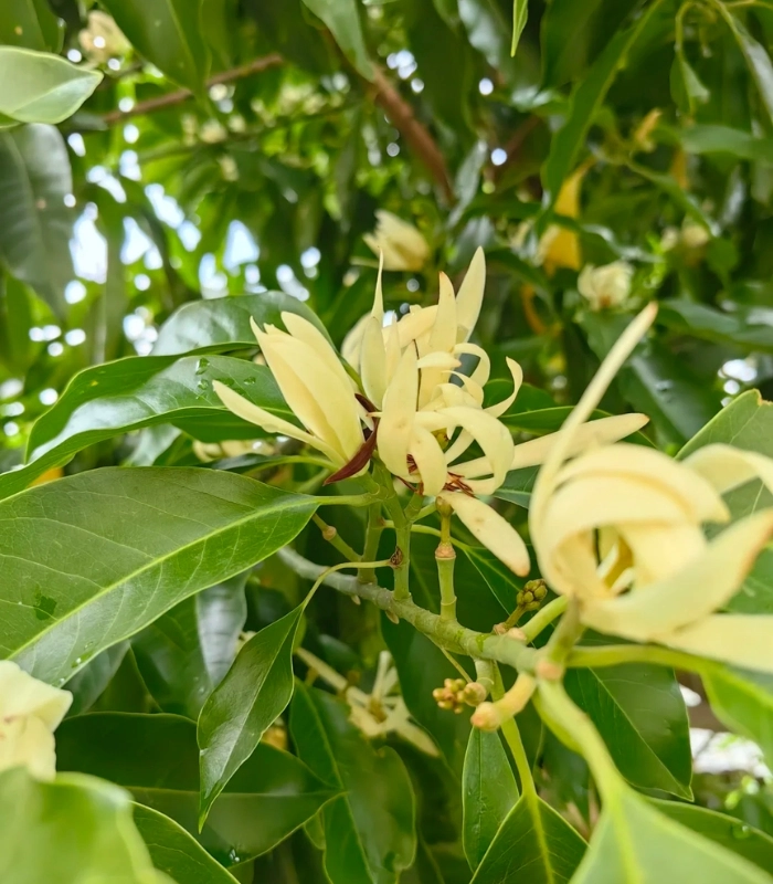 Hình ảnh cây hoa ngọc lan ra hoa
