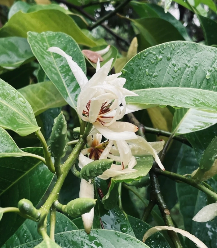 Hình ảnh cây hoa ngọc lan trong sân nhà