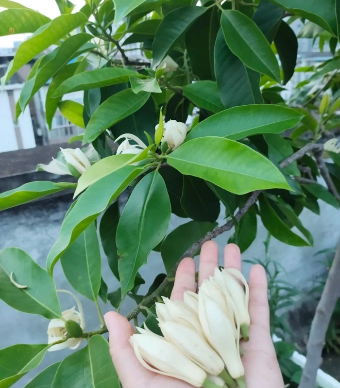 Hình ảnh cây hoa ngọc lan