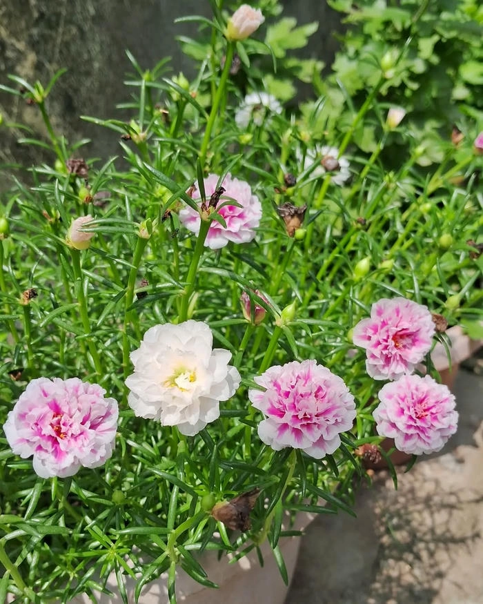 Hình ảnh hoa mười giờ nhiều màu sắc