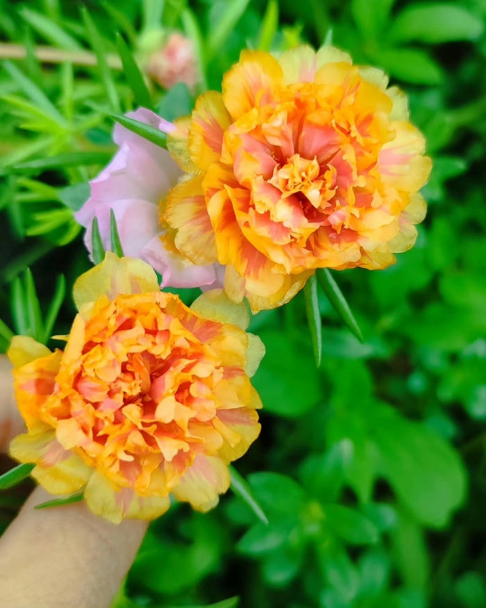 Hình ảnh hoa mười giờ trồng trước cổng