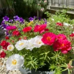 Hình ảnh hoa mười giờ và ong hút mật