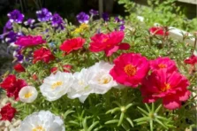 Hình ảnh hoa mười giờ rực rỡ: Nét đẹp giản dị đầy cuốn hút