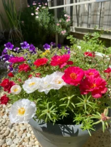 Hình ảnh hoa mười giờ và ong hút mật