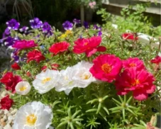Hình ảnh hoa mười giờ rực rỡ: Nét đẹp giản dị đầy cuốn hút