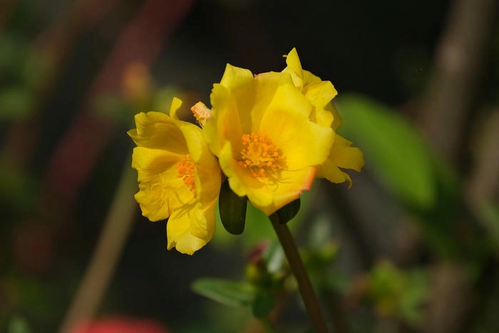 Hình ảnh hoa mười giờ vàng tươi