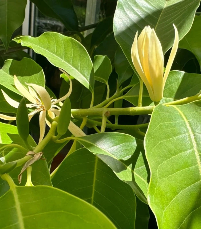 Hình ảnh hoa ngọc lan bên cửa sổ