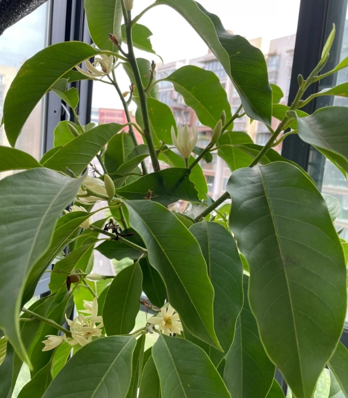 Hình ảnh hoa ngọc lan bên hàng rào