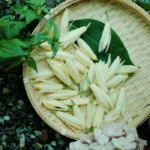 Hình ảnh hoa ngọc lan buổi sáng