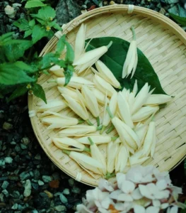 Hình ảnh hoa ngọc lan buổi sáng