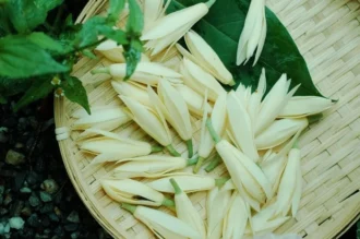 Hình ảnh hoa ngọc lan đẹp thuần khiết níu chân thời gian