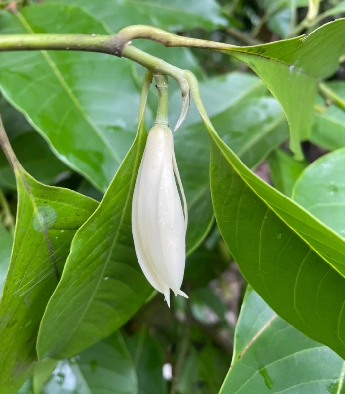 Hình ảnh hoa ngọc lan cận cảnh