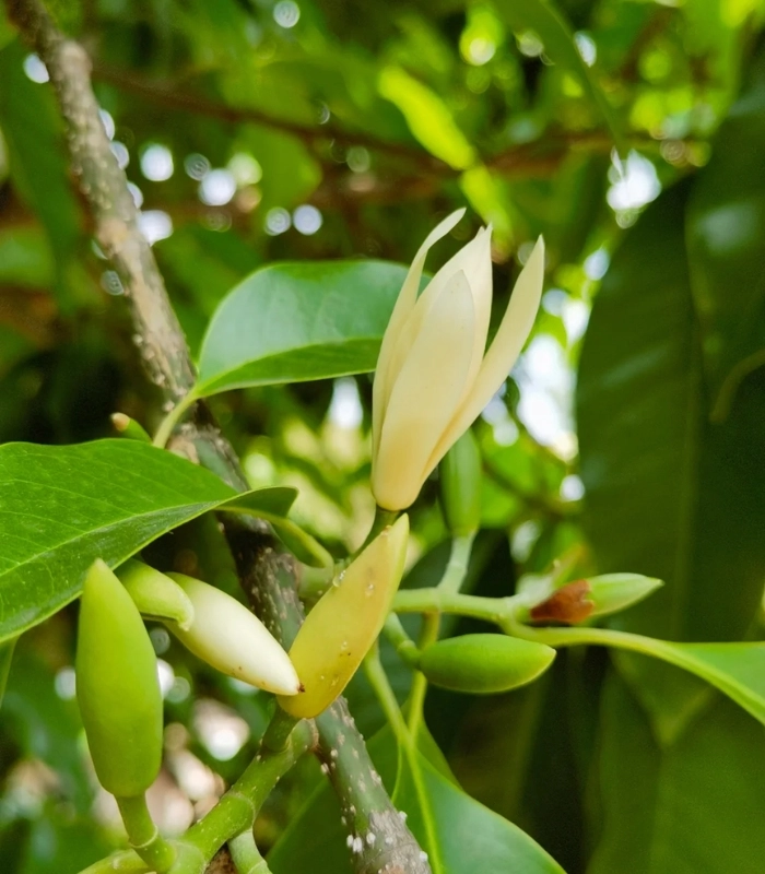 Hình ảnh hoa ngọc lan đặt trên tay