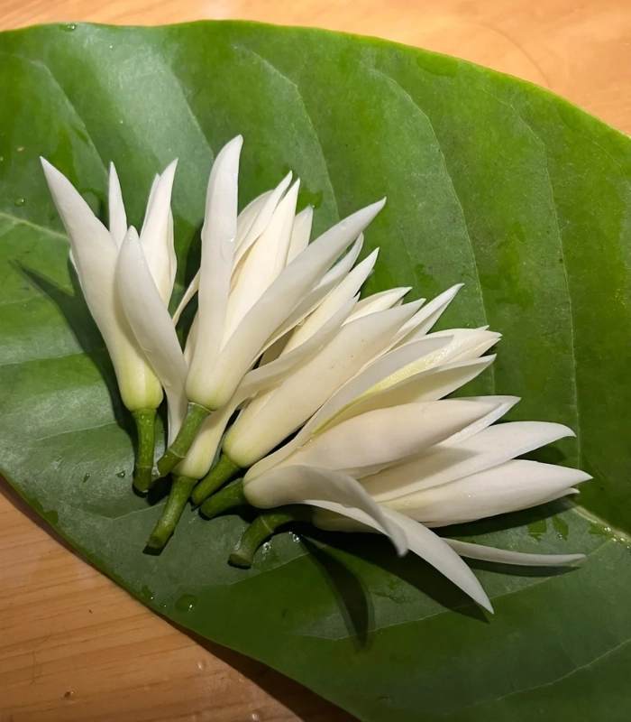 Hình ảnh hoa ngọc lan đẹp nhất
