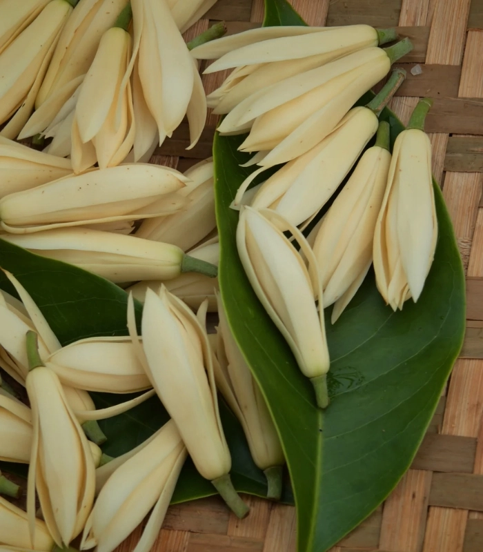 Hình ảnh hoa ngọc lan gói trong lá