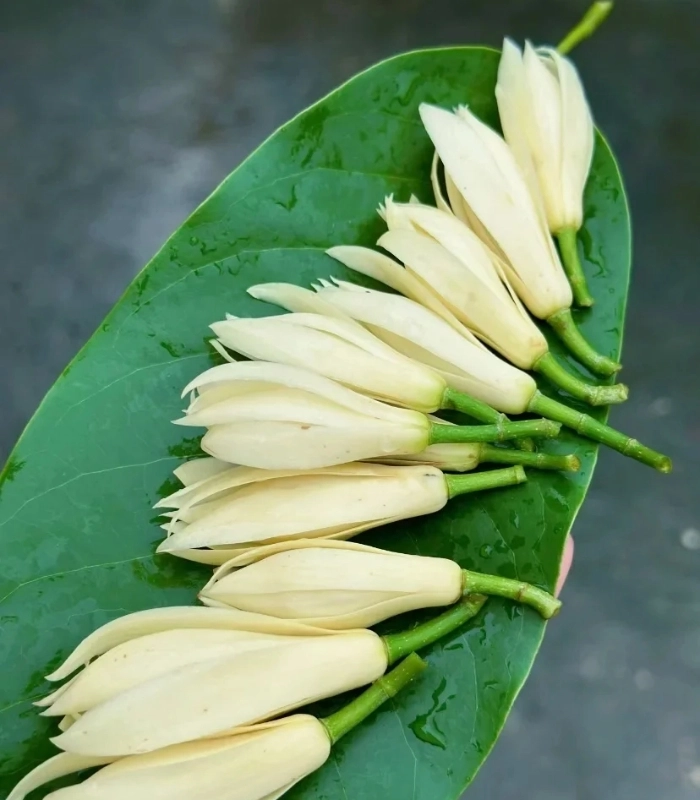 Hình ảnh hoa ngọc lan nở ban mai