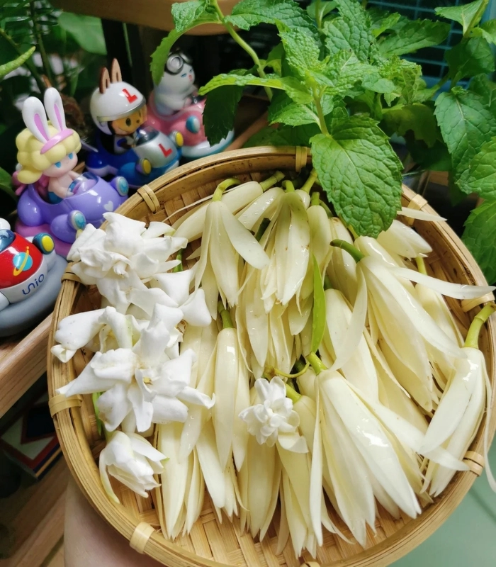 Hình ảnh hoa ngọc lan nở rộ